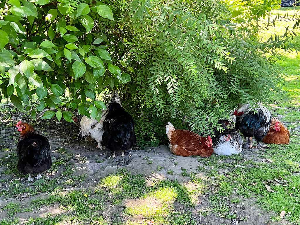 Unsere Hühner im Schatten