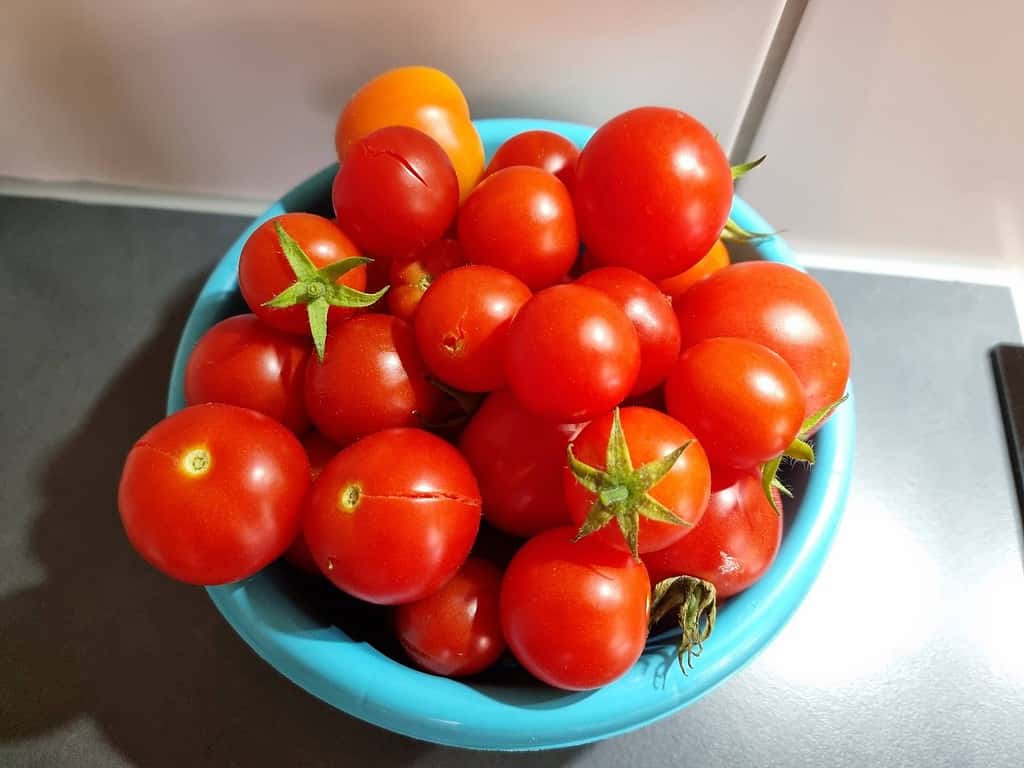 Tomaten Ernte