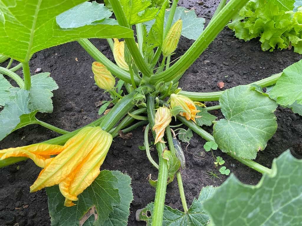 Zucchini im Garten