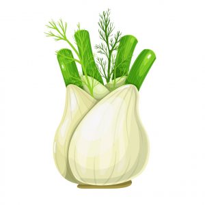 Fenchel